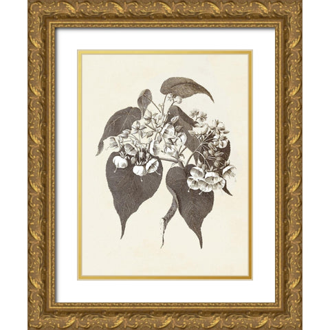 Sepia Botanicals II Gold Ornate Wood Framed Art Print with Double Matting by Vision Studio