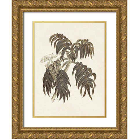 Sepia Botanicals III Gold Ornate Wood Framed Art Print with Double Matting by Vision Studio