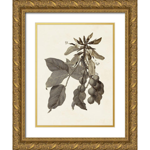 Sepia Botanicals IV Gold Ornate Wood Framed Art Print with Double Matting by Vision Studio