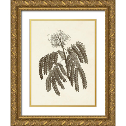 Sepia Botanicals V Gold Ornate Wood Framed Art Print with Double Matting by Vision Studio