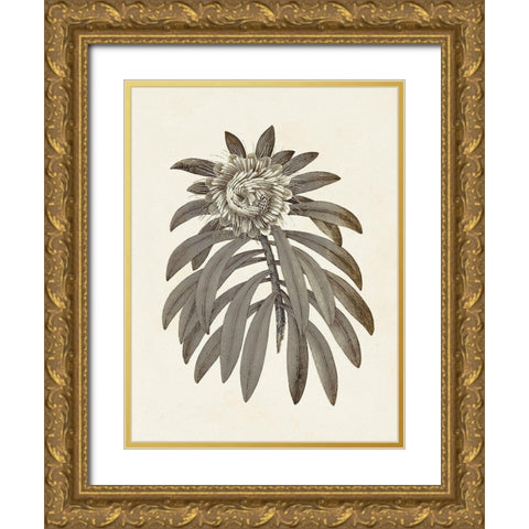 Sepia Botanicals VI Gold Ornate Wood Framed Art Print with Double Matting by Vision Studio