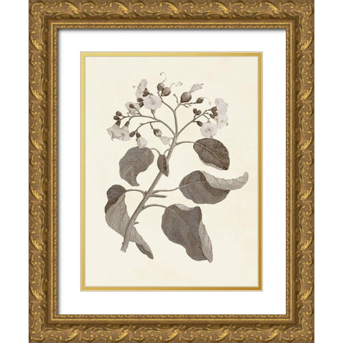Sepia Botanicals VII Gold Ornate Wood Framed Art Print with Double Matting by Vision Studio