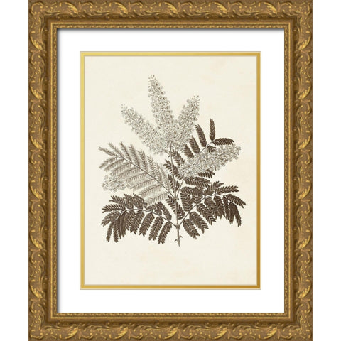 Sepia Botanicals VIII Gold Ornate Wood Framed Art Print with Double Matting by Vision Studio