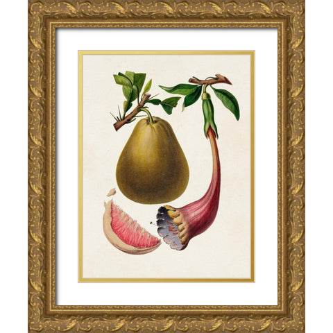 Fruit of the Tropics I Gold Ornate Wood Framed Art Print with Double Matting by Unknown