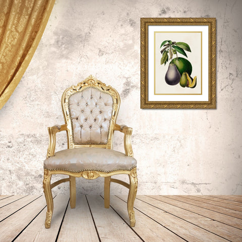Fruit of the Tropics IV Gold Ornate Wood Framed Art Print with Double Matting by Unknown