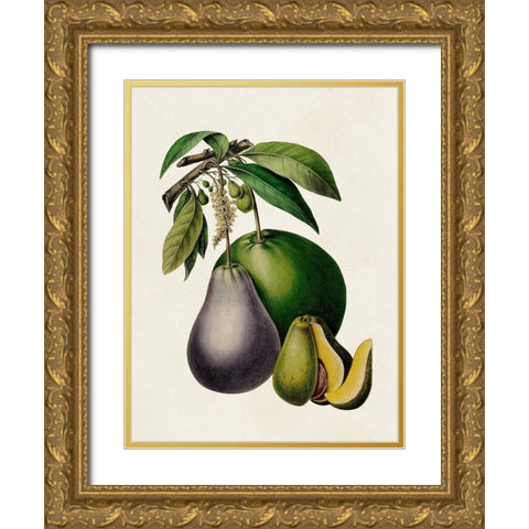 Fruit of the Tropics IV Gold Ornate Wood Framed Art Print with Double Matting by Unknown