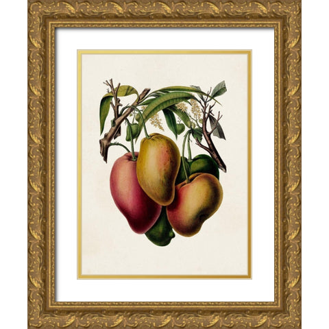 Fruit of the Tropics V Gold Ornate Wood Framed Art Print with Double Matting by Unknown