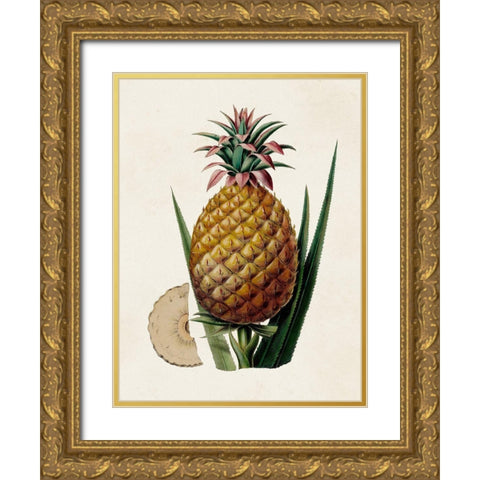 Fruit of the Tropics VI Gold Ornate Wood Framed Art Print with Double Matting by Unknown