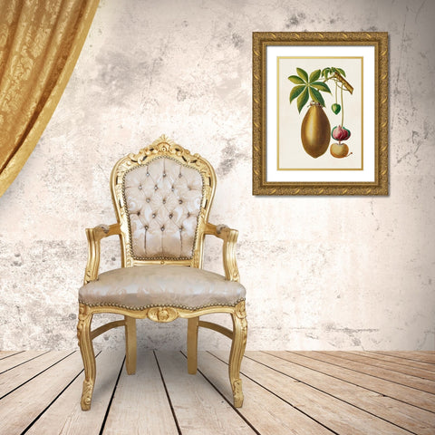Fruit of the Tropics VII Gold Ornate Wood Framed Art Print with Double Matting by Unknown