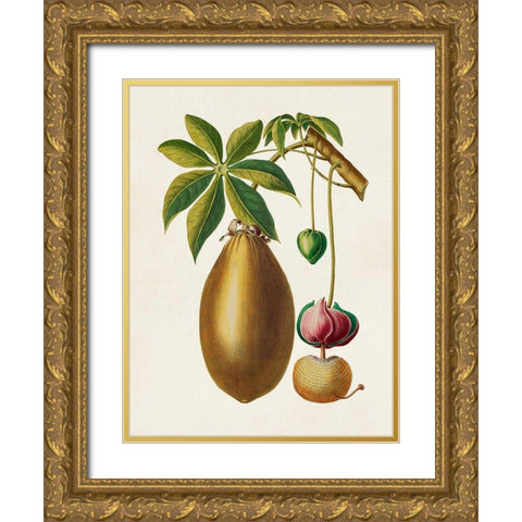 Fruit of the Tropics VII Gold Ornate Wood Framed Art Print with Double Matting by Unknown