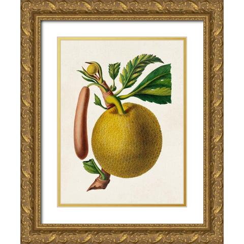 Fruit of the Tropics VIII Gold Ornate Wood Framed Art Print with Double Matting by Unknown