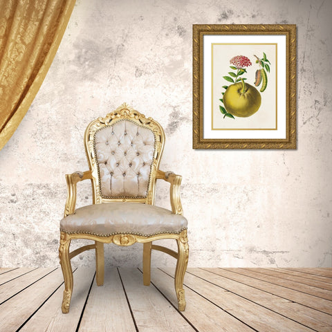 Fruit of the Tropics IX Gold Ornate Wood Framed Art Print with Double Matting by Unknown