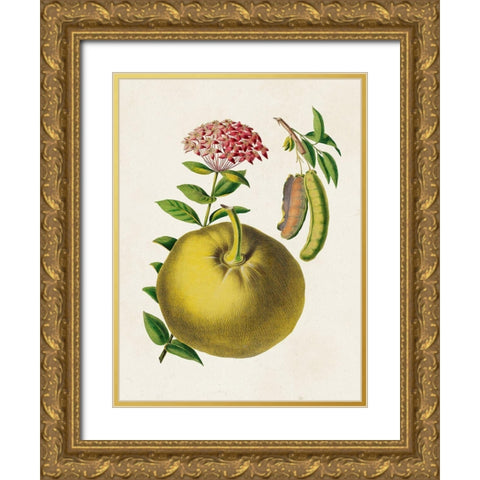 Fruit of the Tropics IX Gold Ornate Wood Framed Art Print with Double Matting by Unknown
