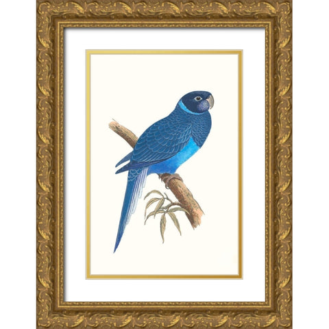 Blue Parrots I Gold Ornate Wood Framed Art Print with Double Matting by Vision Studio