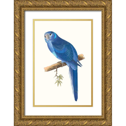 Blue Parrots II Gold Ornate Wood Framed Art Print with Double Matting by Vision Studio
