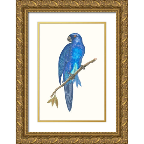 Blue Parrots III Gold Ornate Wood Framed Art Print with Double Matting by Vision Studio