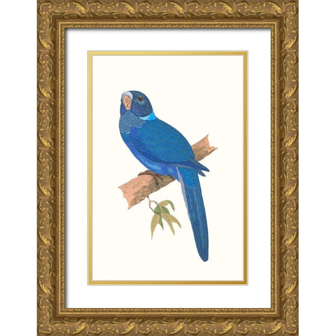 Blue Parrots IV Gold Ornate Wood Framed Art Print with Double Matting by Vision Studio