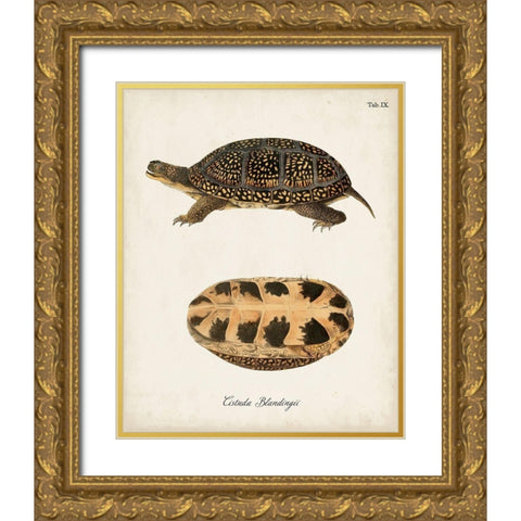Antique Turtles And Shells VI Gold Ornate Wood Framed Art Print with Double Matting by Unknown