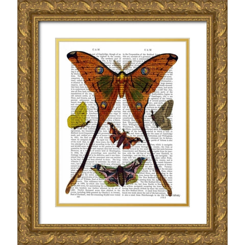 Moth Plate 1 Gold Ornate Wood Framed Art Print with Double Matting by Fab Funky