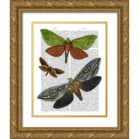 Butterflies 3 Gold Ornate Wood Framed Art Print with Double Matting by Fab Funky