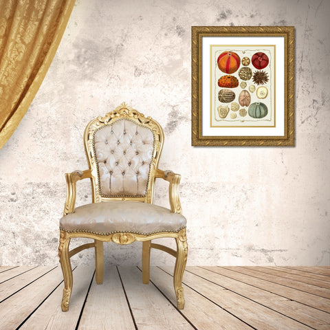 Starfish and Sea Urchins b Gold Ornate Wood Framed Art Print with Double Matting by Fab Funky