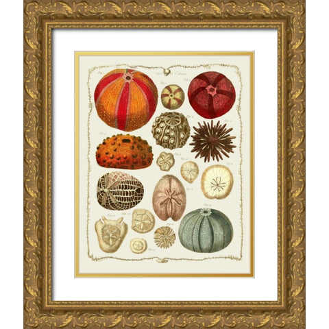 Starfish and Sea Urchins b Gold Ornate Wood Framed Art Print with Double Matting by Fab Funky