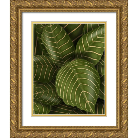 Aphelandri Leopoldi Gold Ornate Wood Framed Art Print with Double Matting by Fab Funky