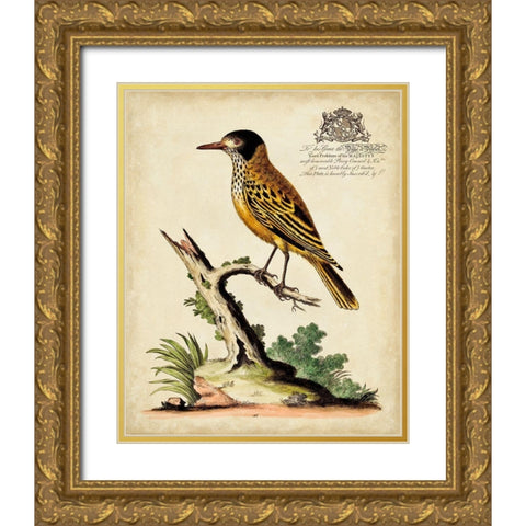 Regal Birds IV Gold Ornate Wood Framed Art Print with Double Matting by Edwards, George