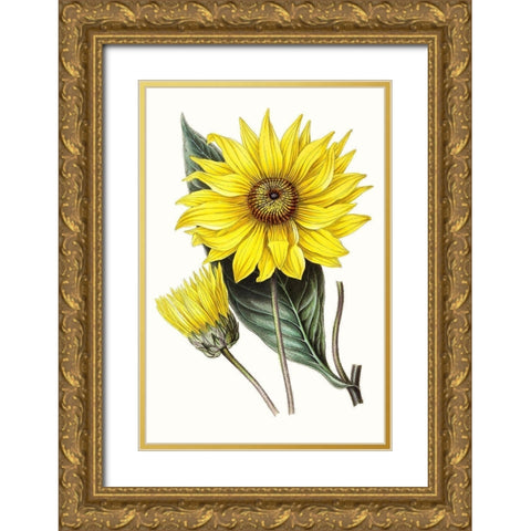 Paxton Florals II Gold Ornate Wood Framed Art Print with Double Matting by Paxton
