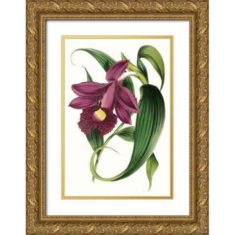 Paxton Florals V Gold Ornate Wood Framed Art Print with Double Matting by Paxton