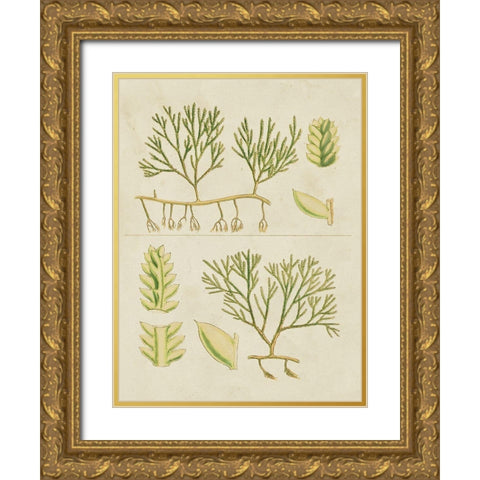 Vintage Sea Grass II Gold Ornate Wood Framed Art Print with Double Matting by Vision Studio