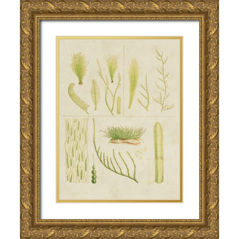 Vintage Sea Grass VI Gold Ornate Wood Framed Art Print with Double Matting by Vision Studio