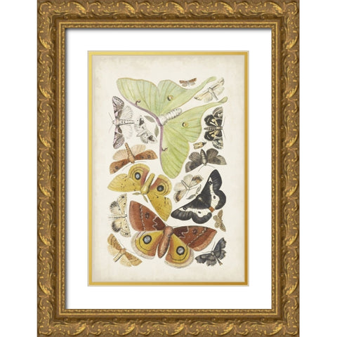 Antique Moths I Gold Ornate Wood Framed Art Print with Double Matting by Unknown