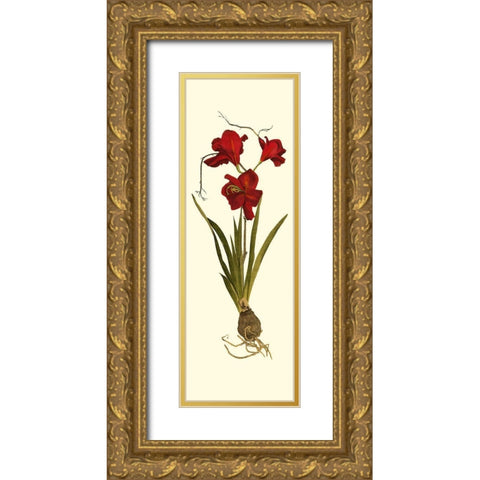 Custom Amaryllis Panel II Gold Ornate Wood Framed Art Print with Double Matting by Vision Studio