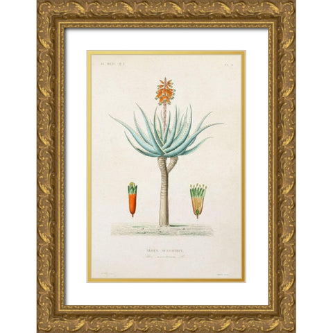 Antique Tree with Fruit I Gold Ornate Wood Framed Art Print with Double Matting by Unknown