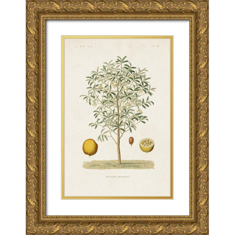 Antique Tree with Fruit IV Gold Ornate Wood Framed Art Print with Double Matting by Unknown