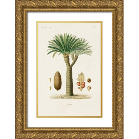 Antique Tree with Fruit V Gold Ornate Wood Framed Art Print with Double Matting by Unknown
