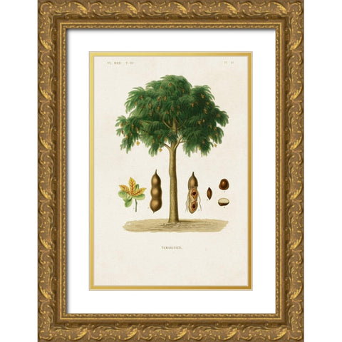 Antique Tree with Fruit IX Gold Ornate Wood Framed Art Print with Double Matting by Unknown