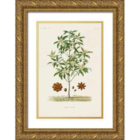 Antique Tree with Fruit XI Gold Ornate Wood Framed Art Print with Double Matting by Unknown