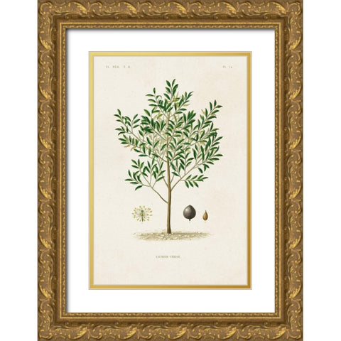 Antique Tree with Fruit XII Gold Ornate Wood Framed Art Print with Double Matting by Unknown