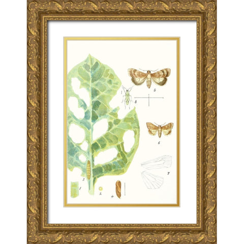 Antique Butterflies and Leaves IV Gold Ornate Wood Framed Art Print with Double Matting by Vision Studio