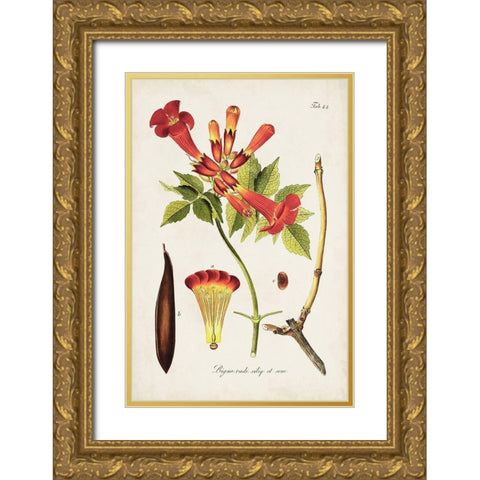 Tropical Trumpet Flowers I Gold Ornate Wood Framed Art Print with Double Matting by Unknown