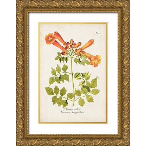 Tropical Trumpet Flowers III Gold Ornate Wood Framed Art Print with Double Matting by Unknown