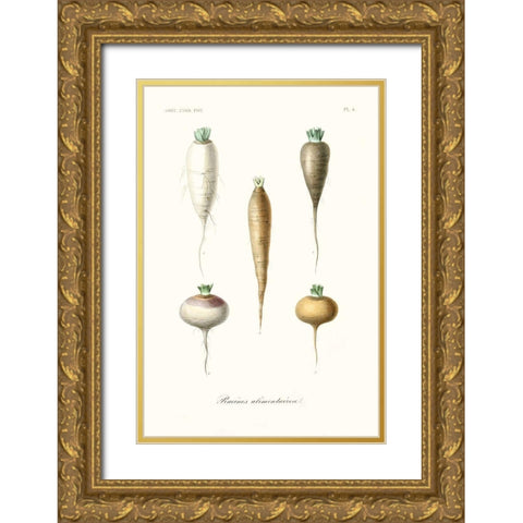 Fruit And Vegetable Varieties IX Gold Ornate Wood Framed Art Print with Double Matting by Unknown