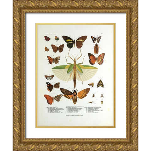 Winged Nature I Gold Ornate Wood Framed Art Print with Double Matting by Unknown