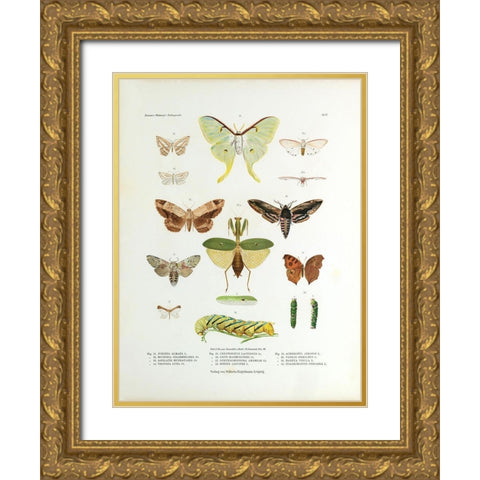 Winged Nature II Gold Ornate Wood Framed Art Print with Double Matting by Unknown