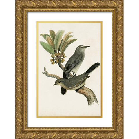 Antique Bird Trio I Gold Ornate Wood Framed Art Print with Double Matting by Unknown