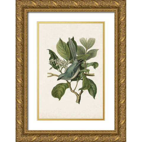 Antique Bird Trio II Gold Ornate Wood Framed Art Print with Double Matting by Unknown