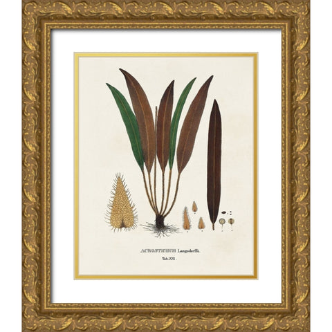 Botanical Society Ferns I Gold Ornate Wood Framed Art Print with Double Matting by Vision Studio