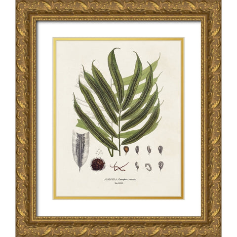 Botanical Society Ferns II Gold Ornate Wood Framed Art Print with Double Matting by Vision Studio